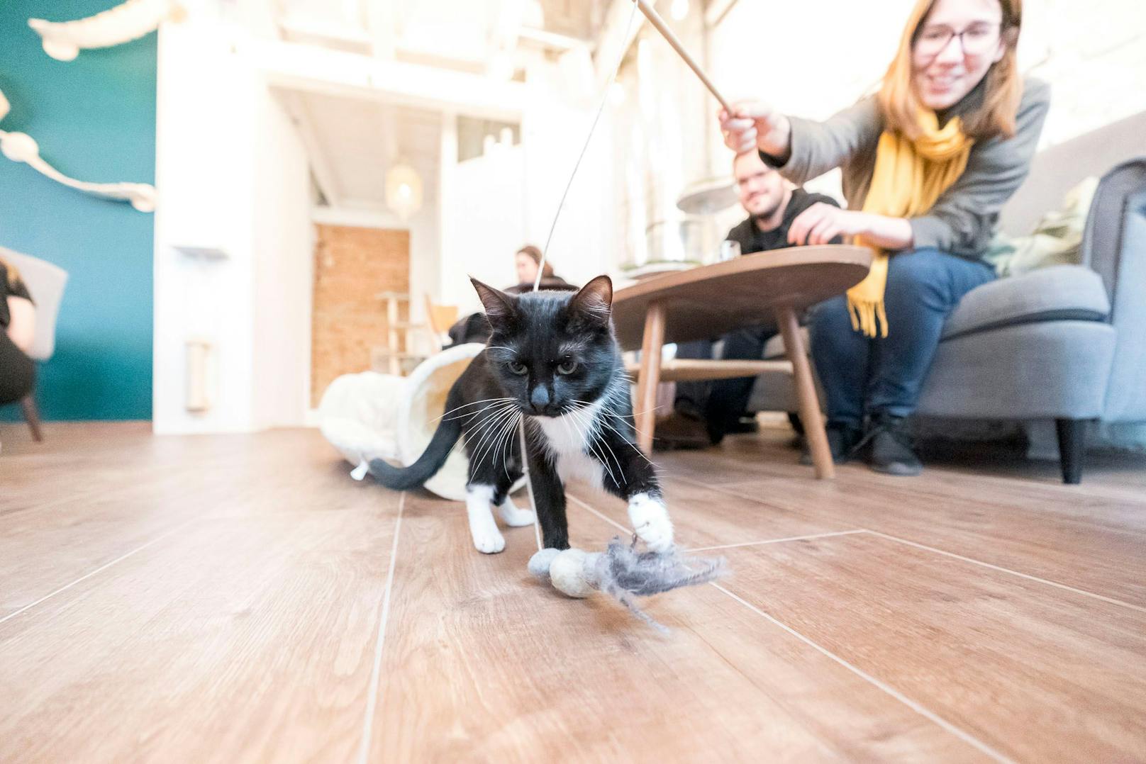 Natascha Bergmann in ihrem Katzencafe Barista Cats in der Kandlgasse 35 in Wien-Neubau. Insgesamt vier schnurrende "Mitarbeiter" warten auf die Besucher.