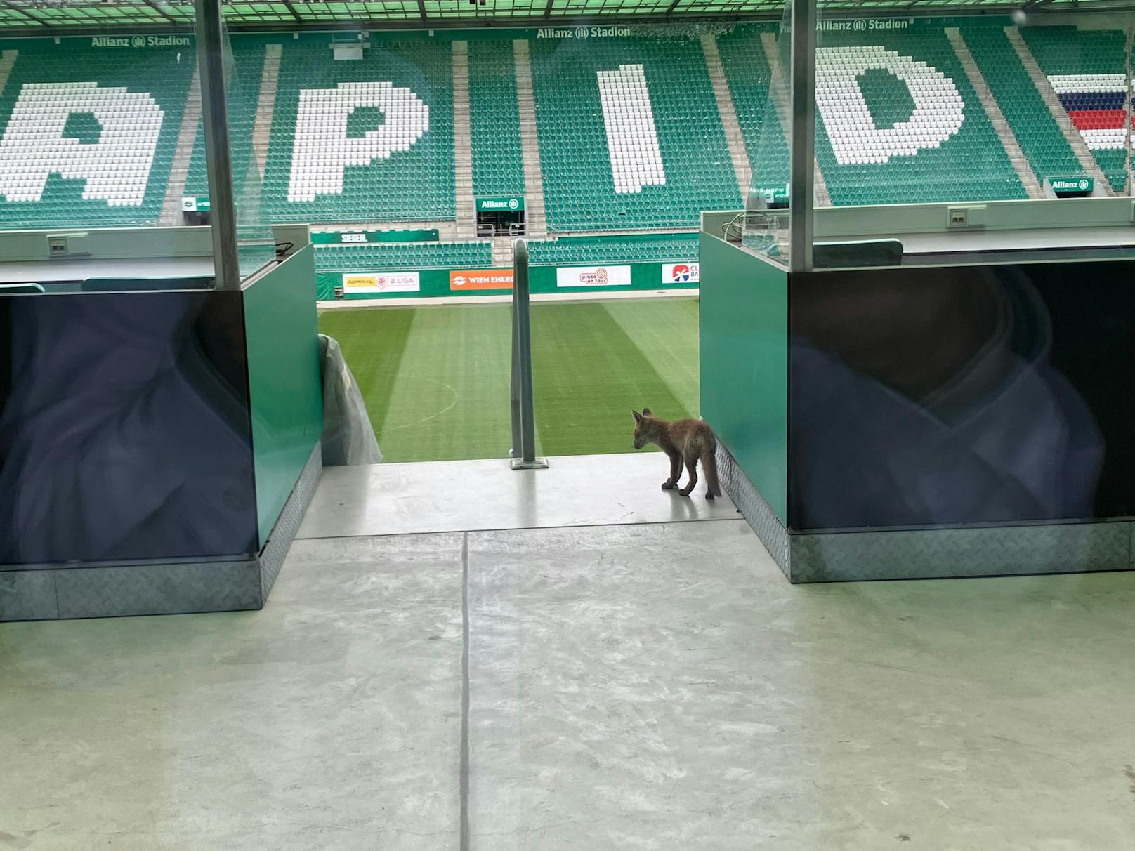 Ein Fuchs im Rapid-Stadion