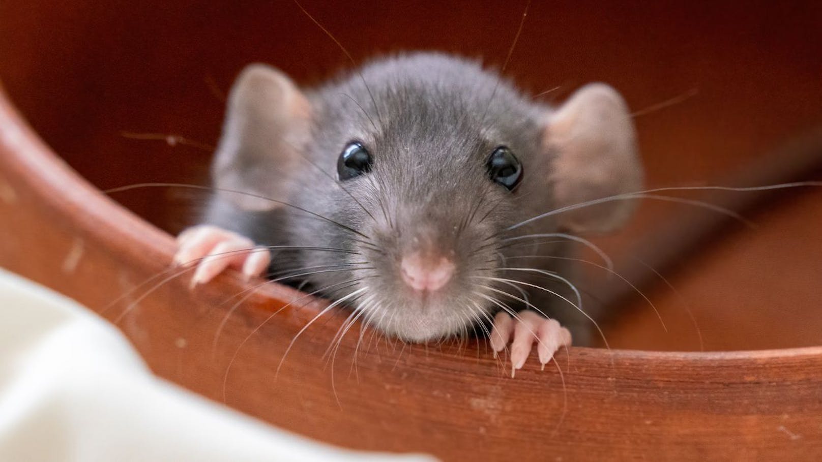 Dass man Ratten nicht im Garten möchte, ist verständlich - es gibt aber auch freundliche Wege sie loszuwerden.&nbsp;