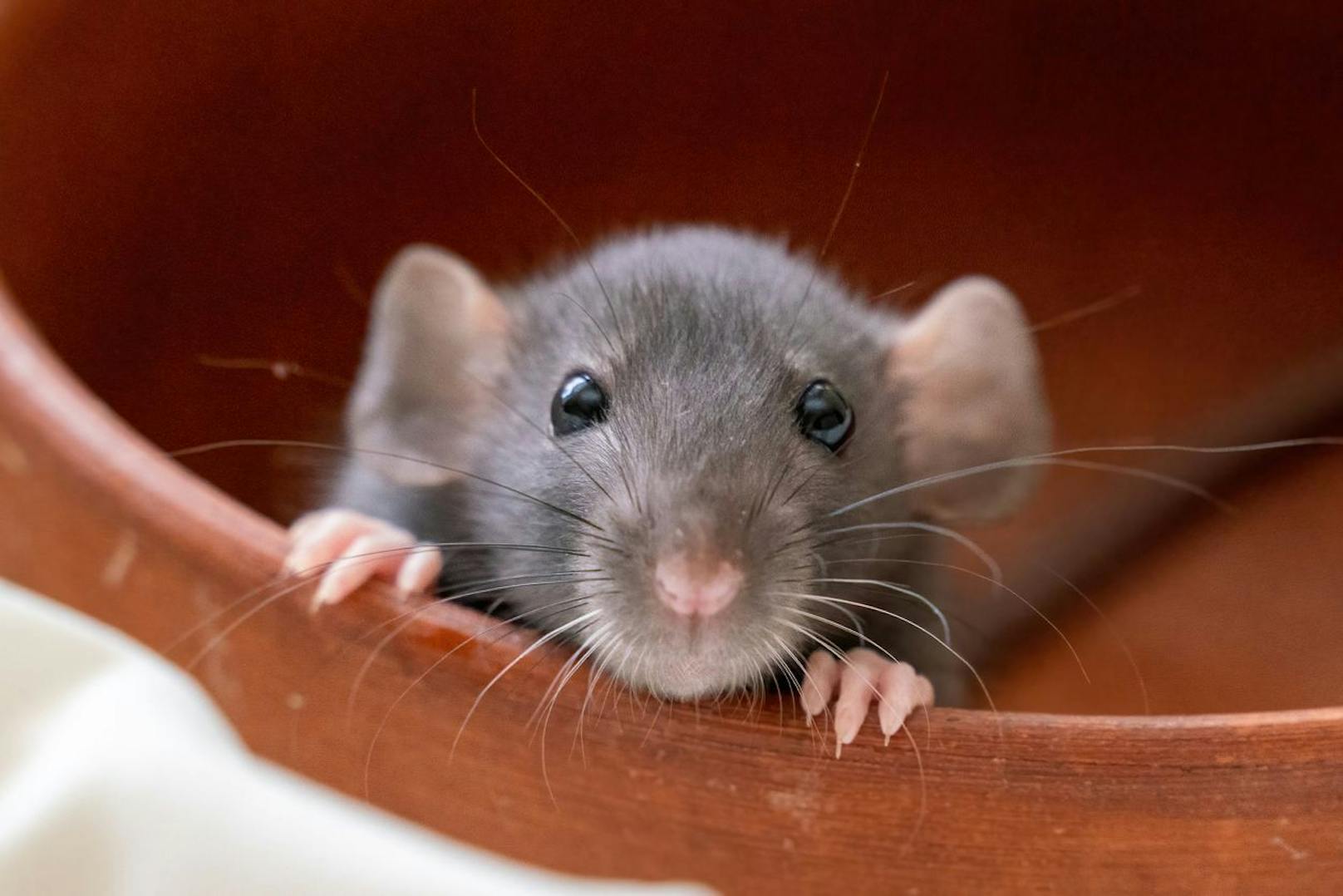 Von wegen schmutzig: Eine Ratte putzt sich mindestens sechsmal am Tag.&nbsp;