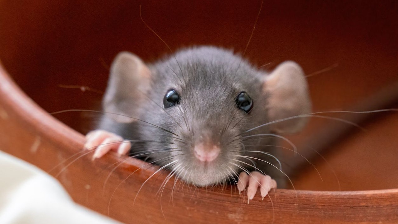 Heute.at - So vertreibst du Ratten höflich aus deinem Garten