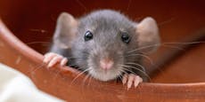 So vertreibst du Ratten höflich aus deinem Garten