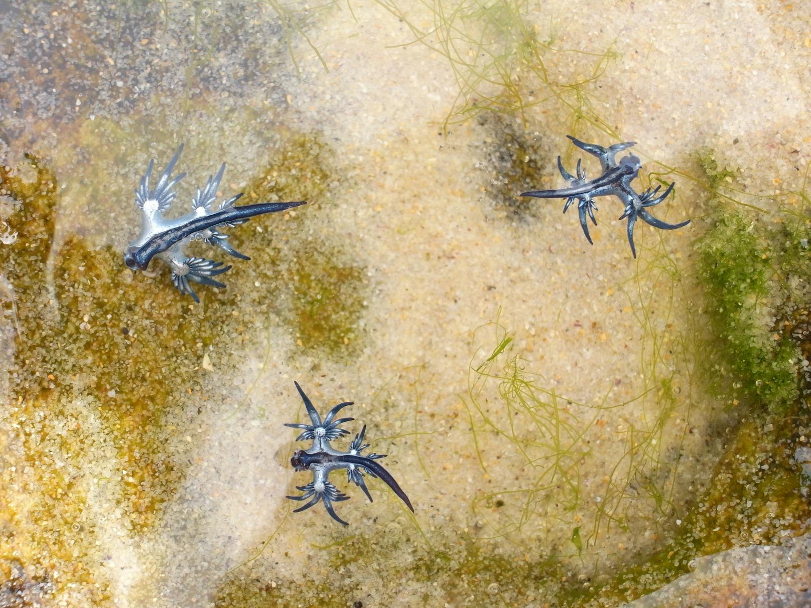 Der Lebensraum des "Blauen Drachen" sind eigentlich tropische und subtropische Ozeane.