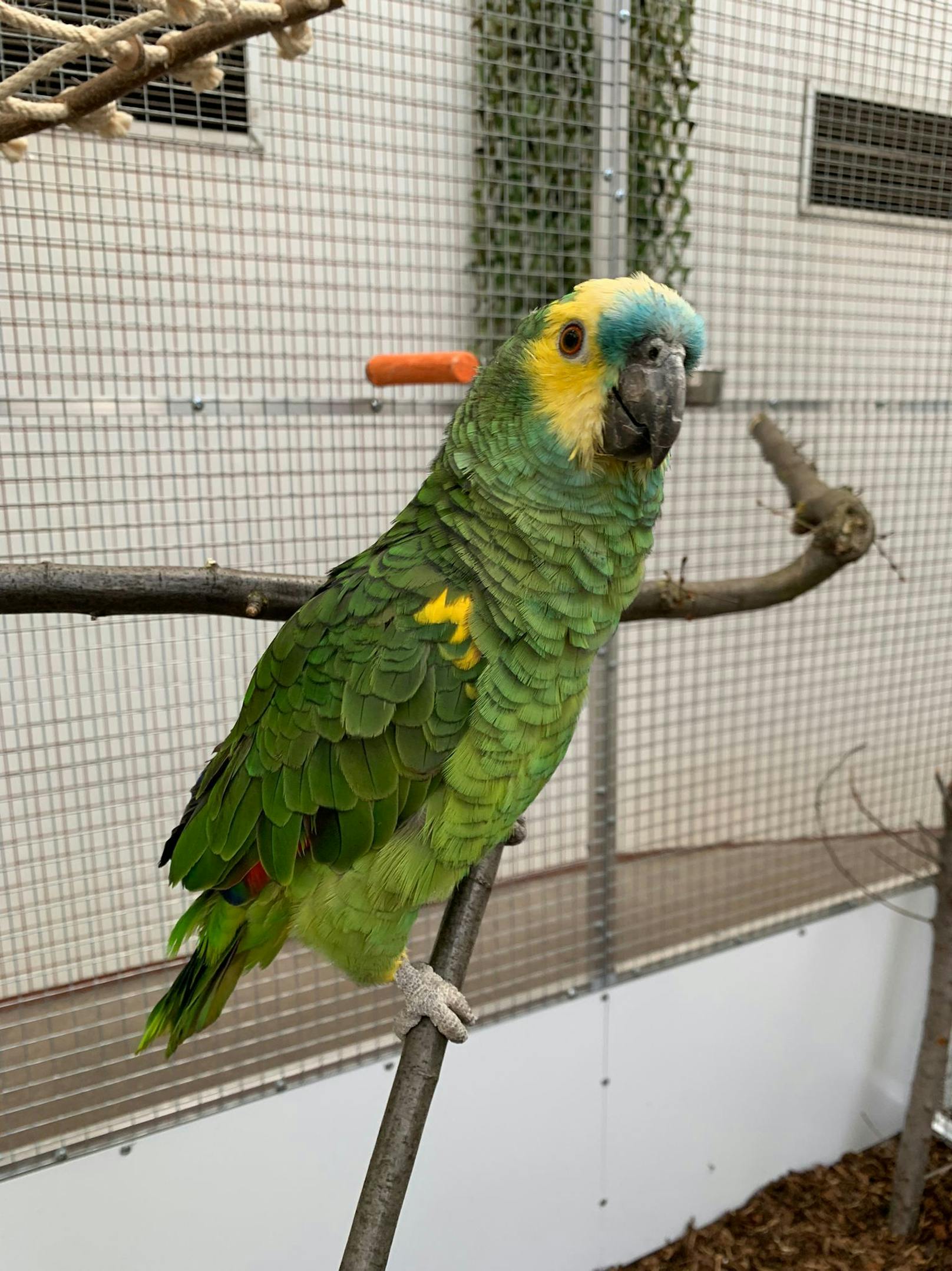 Blaustirnamazone Livia wurde Ende Februar von der ARGE Papageien gerettet.