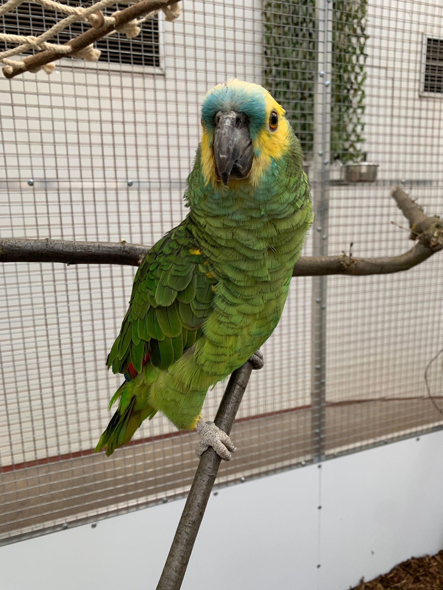 Blaustirnamazone Livia