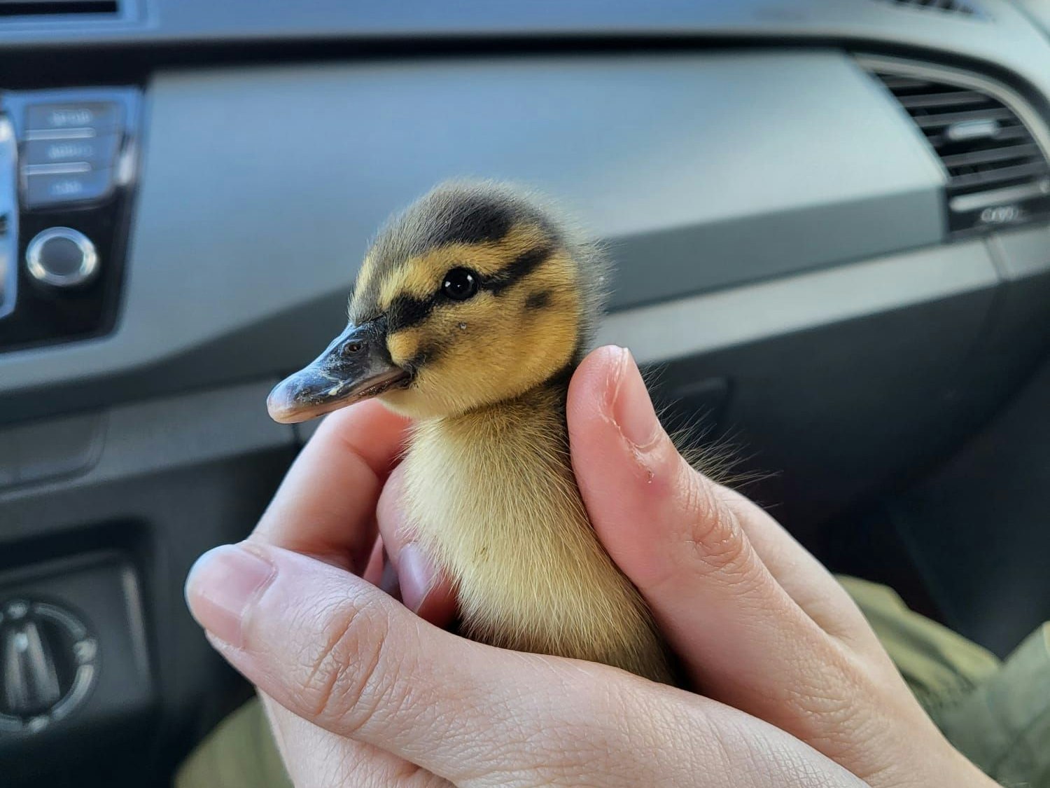 Das Entlein wurde zur Tierarztpraxis Steyr gebracht und wird dort nun bei einer "Pflege-Entenfamilie" aufwachsen.
