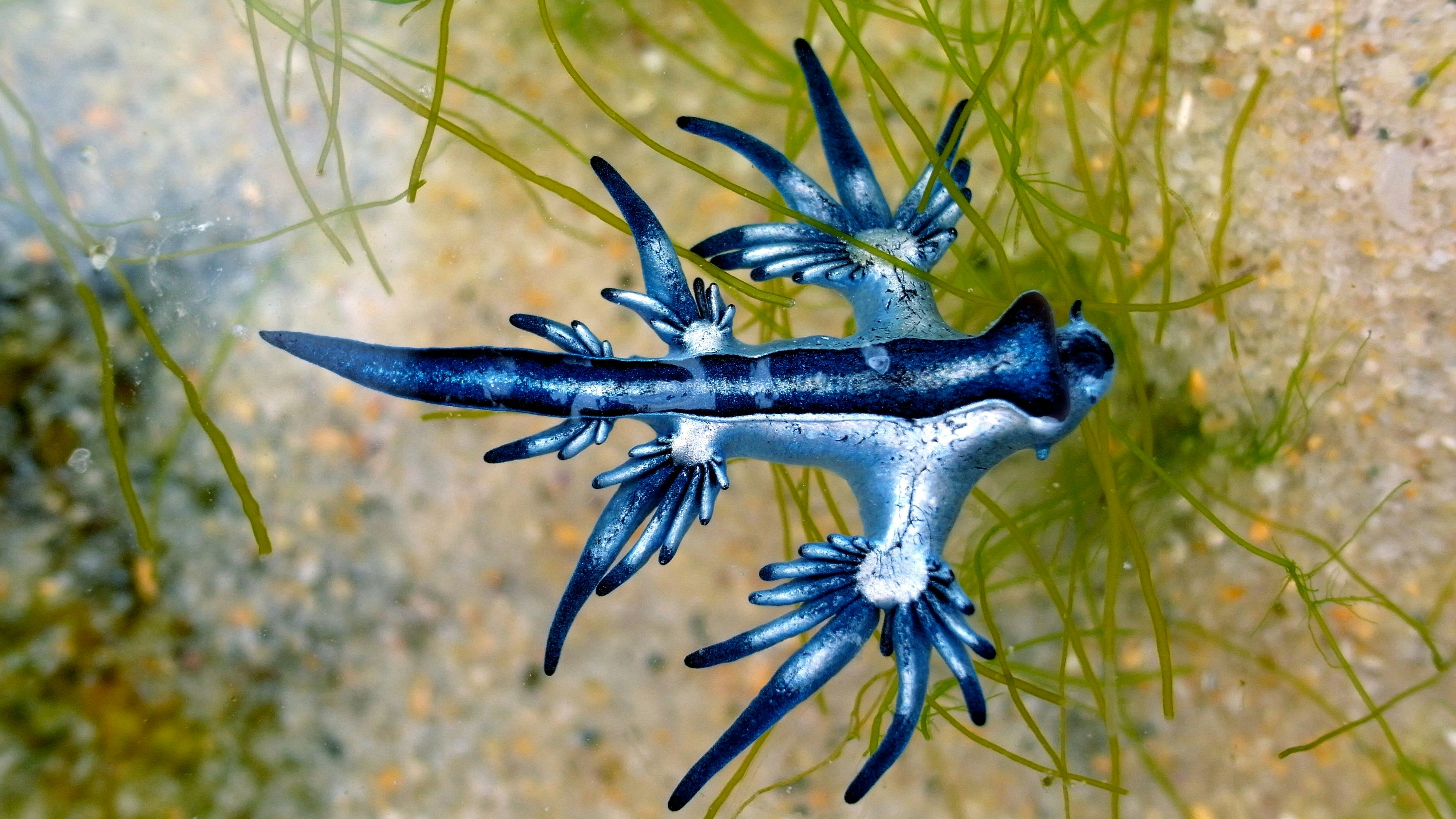 Heute.at - Mega-Sensation! „Blauer Drache“ wieder aufgetaucht