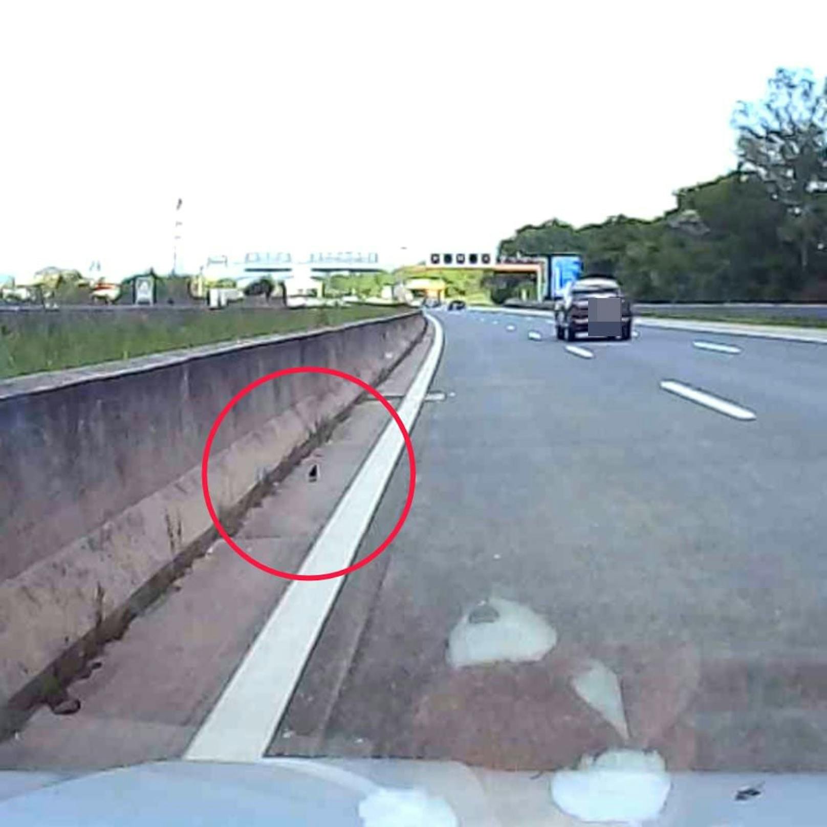Hier sieht man das kleine Wollknäuel auf der Autobahn.