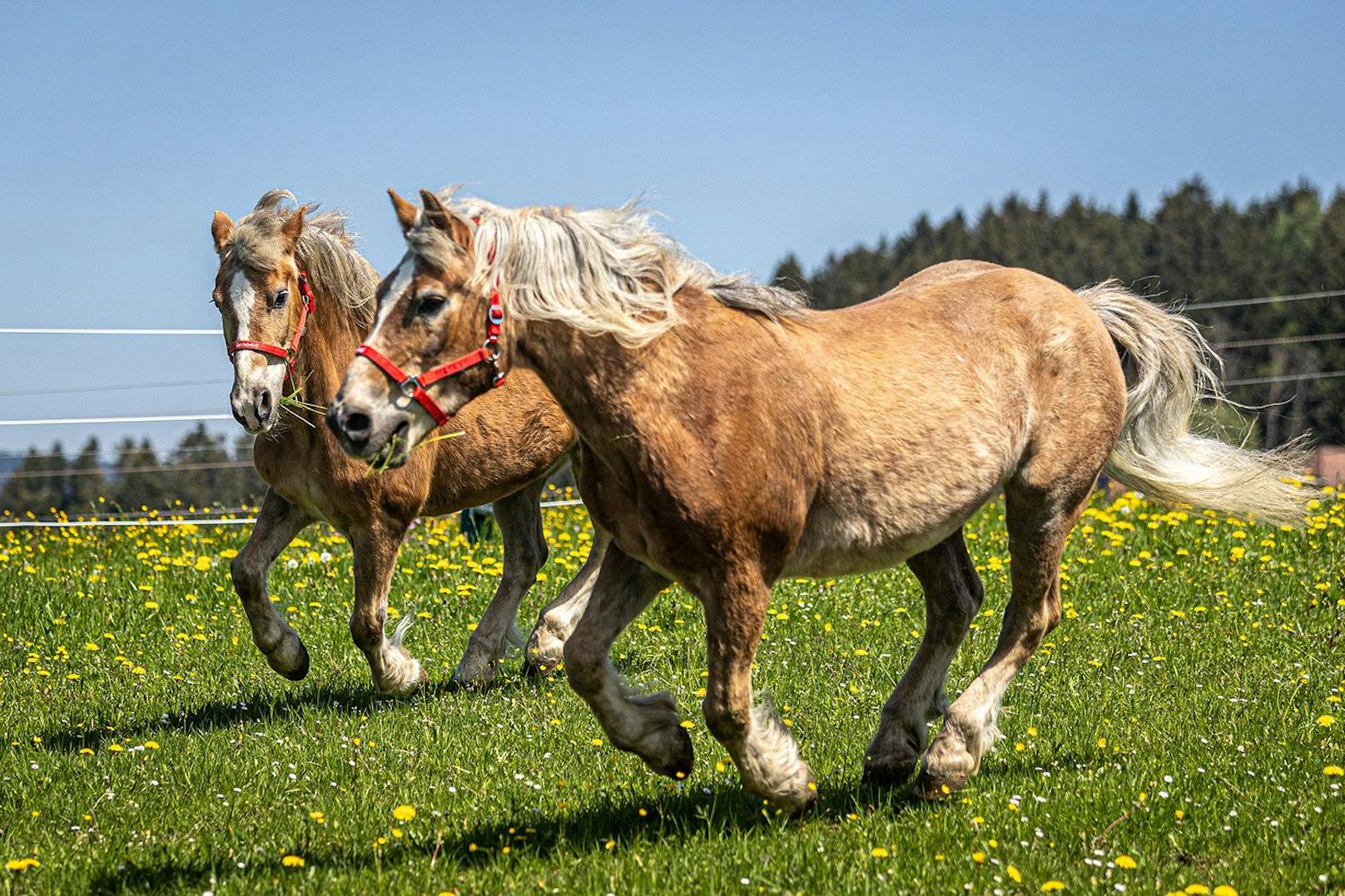 Doch die massive Teuerungswelle zwingt das „Zentrum für tiergestützte Pädagogik – Integratives Reiten und Voltigieren Schottenhof“ im 14. Wiener Gemeindebezirk dazu, die Pferde abzugeben.