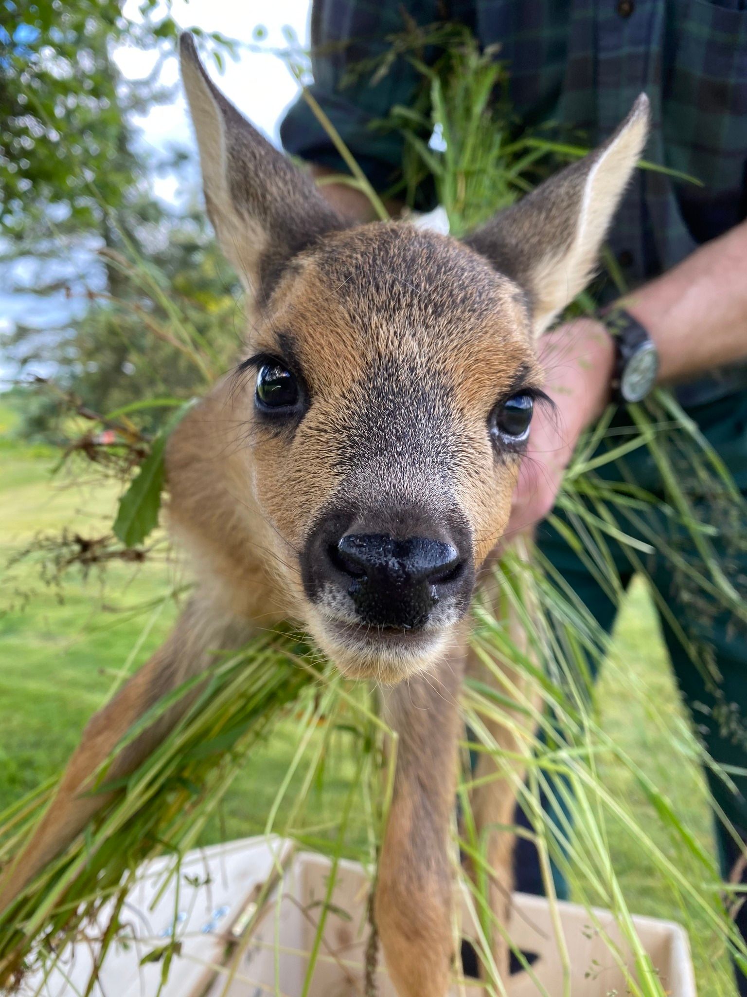 Um das Leid von Rehen zu verhindern, sind im Innviertel vermehrt Drohnen im Einsatz.&nbsp;