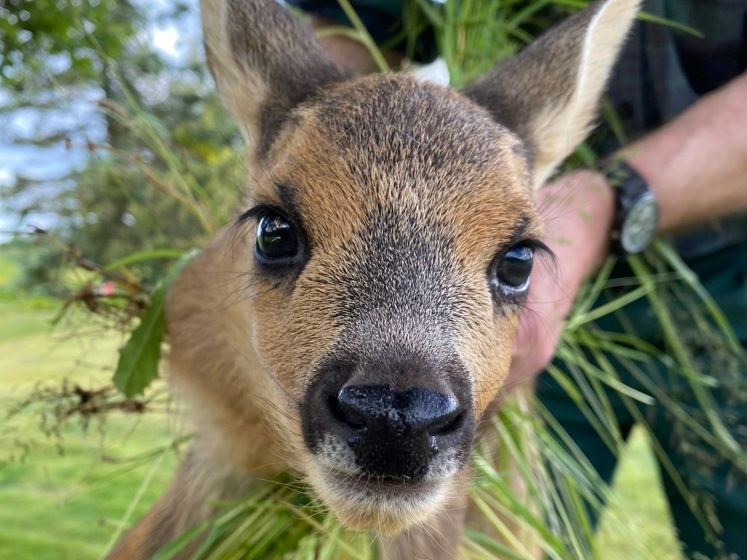 Rund 25.000 Rehkitze werden pro Jahr in Österreich bei Mäharbeiten auf Feldern getötet. 