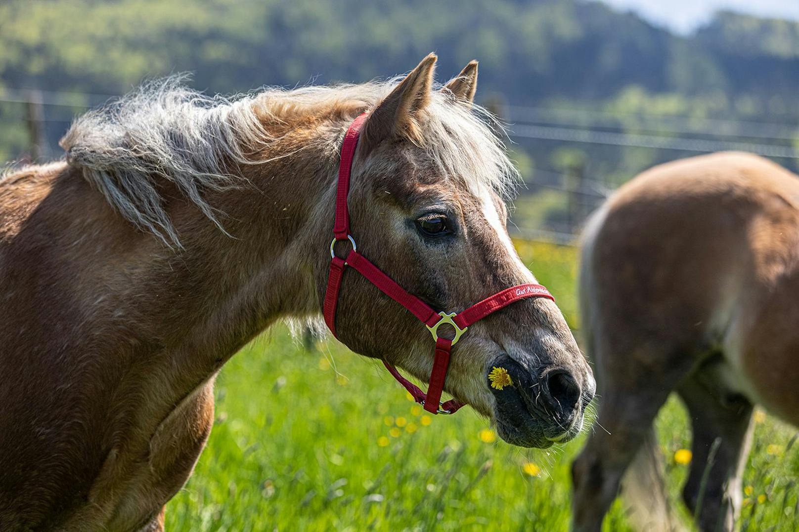 Über 770 Pferde leben auf Gut Aiderbichl. Nanuk und Willow sind ab sofort zwei von ihnen. Mit 30 bzw. 27 Jahren zählen Sie zu den Senioren – keine Seltenheit auf Gut Aiderbichl.