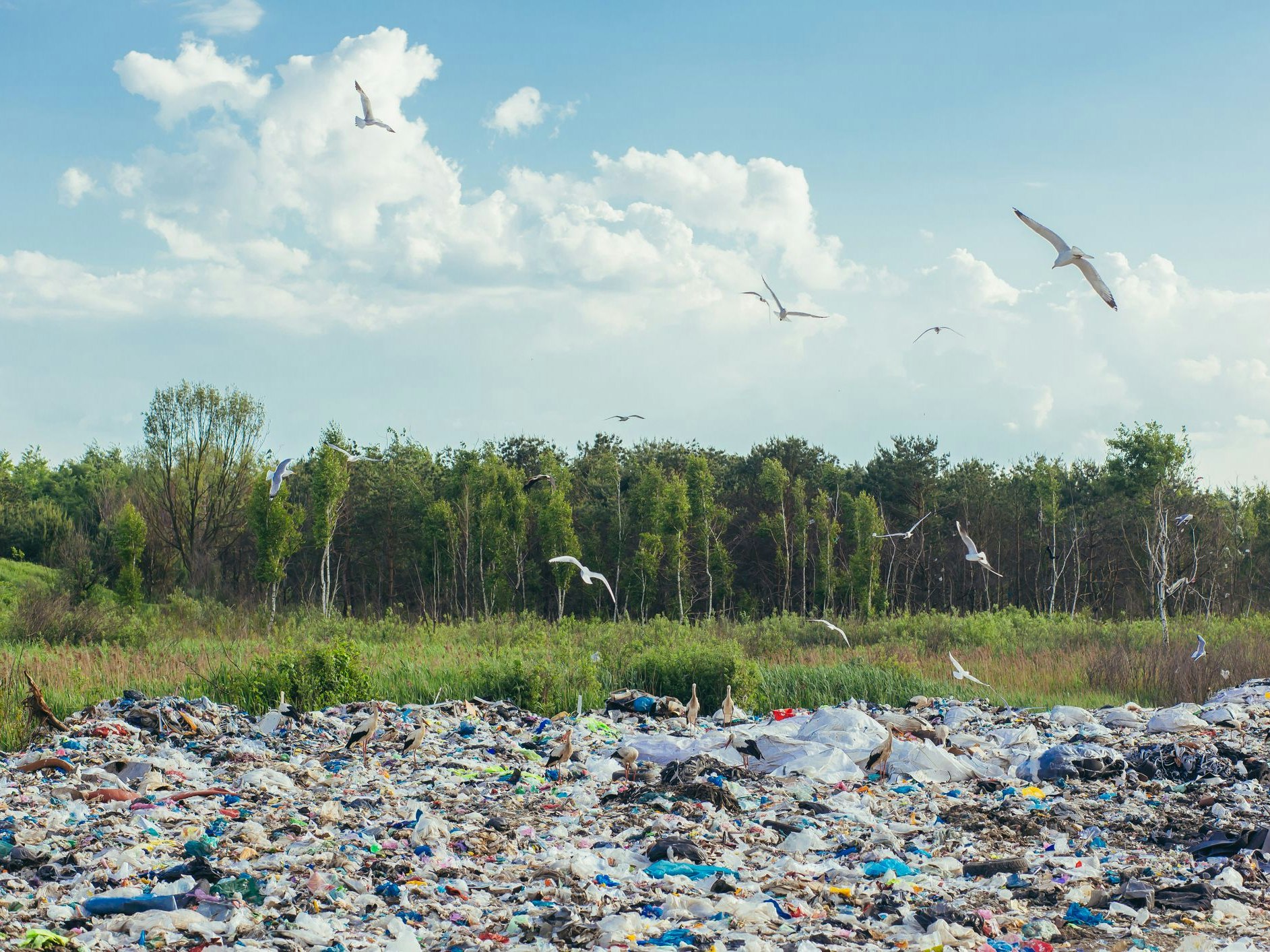 Large garbage dump against the backdrop of the forest, the landfill pollutes the environment