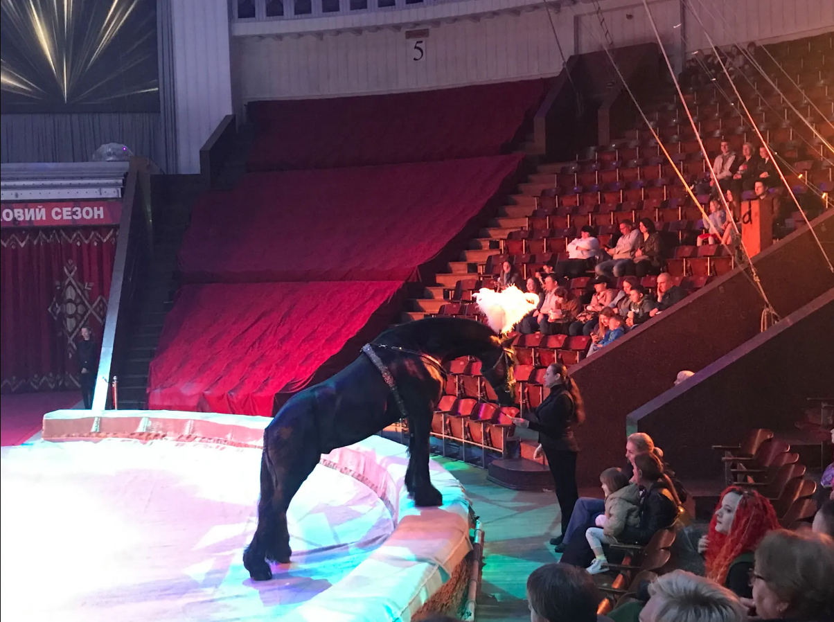 Dicke Mauern schützen die Zirkustiere vor dem Raketenlärm.