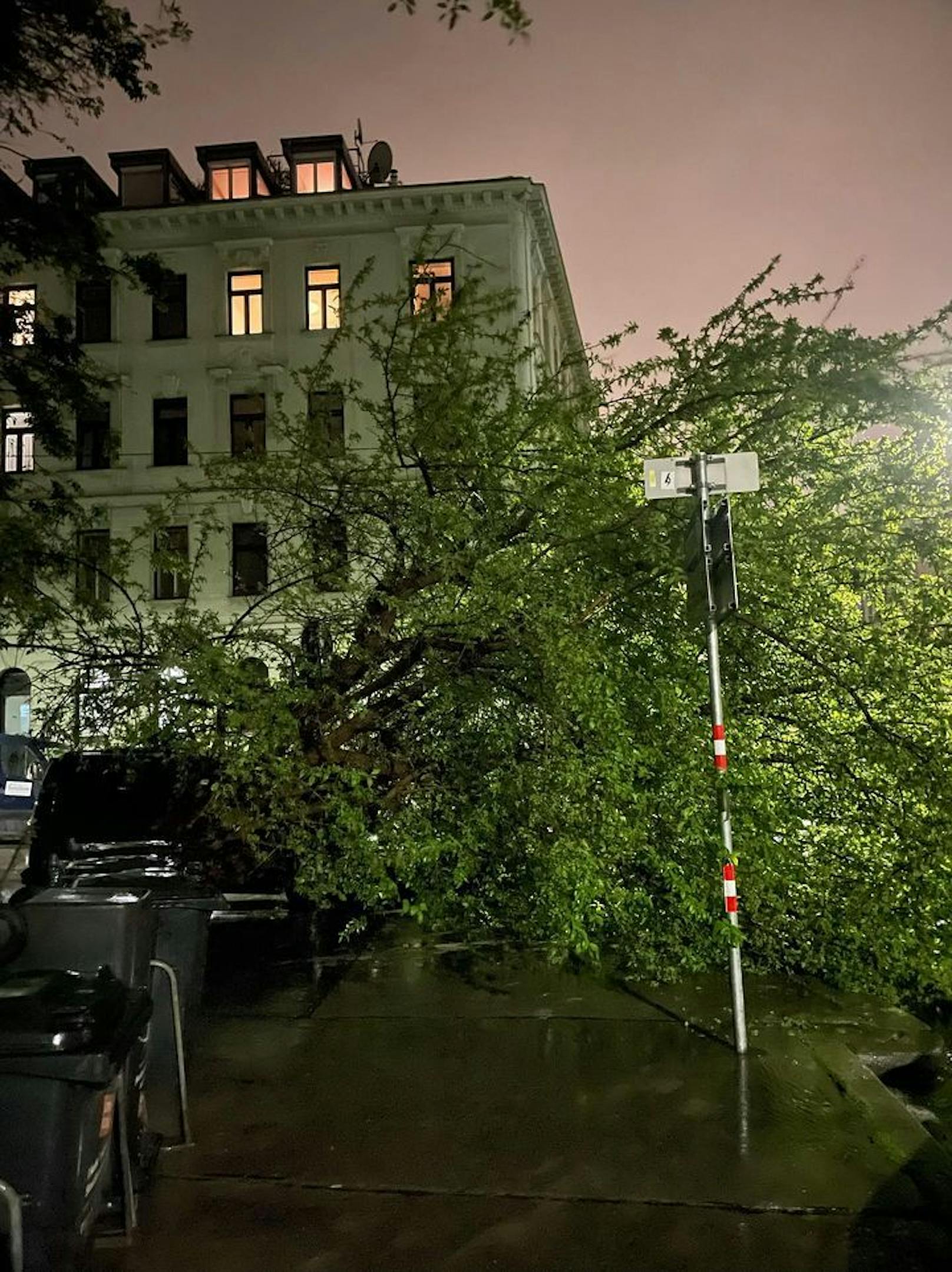 Bei der Pezzlgasse fiel ein Baum auf ein Fahrzeug.