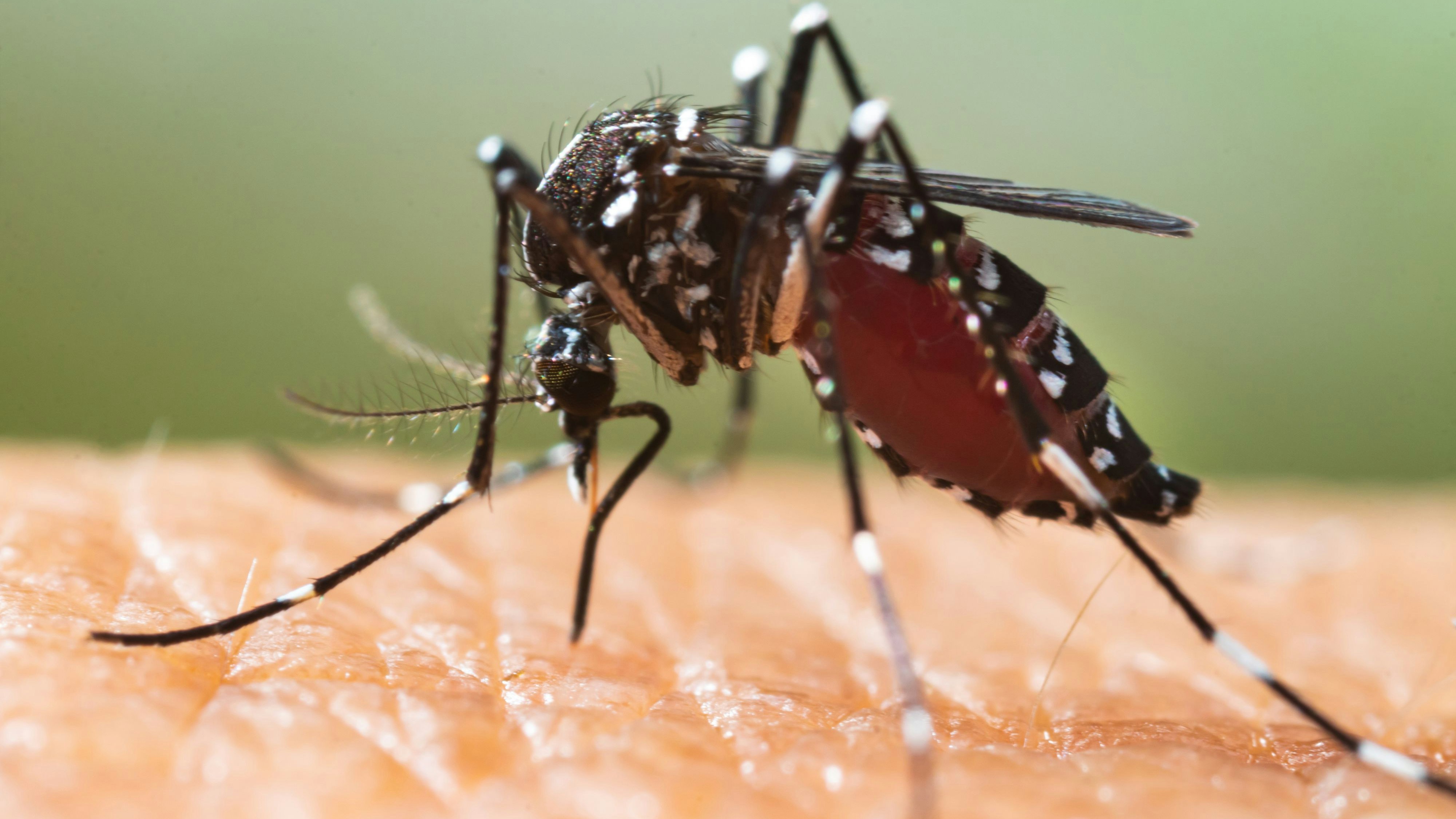 Heute.at - Tödliche Tigermücken – diese Stadt ist der Hotspot