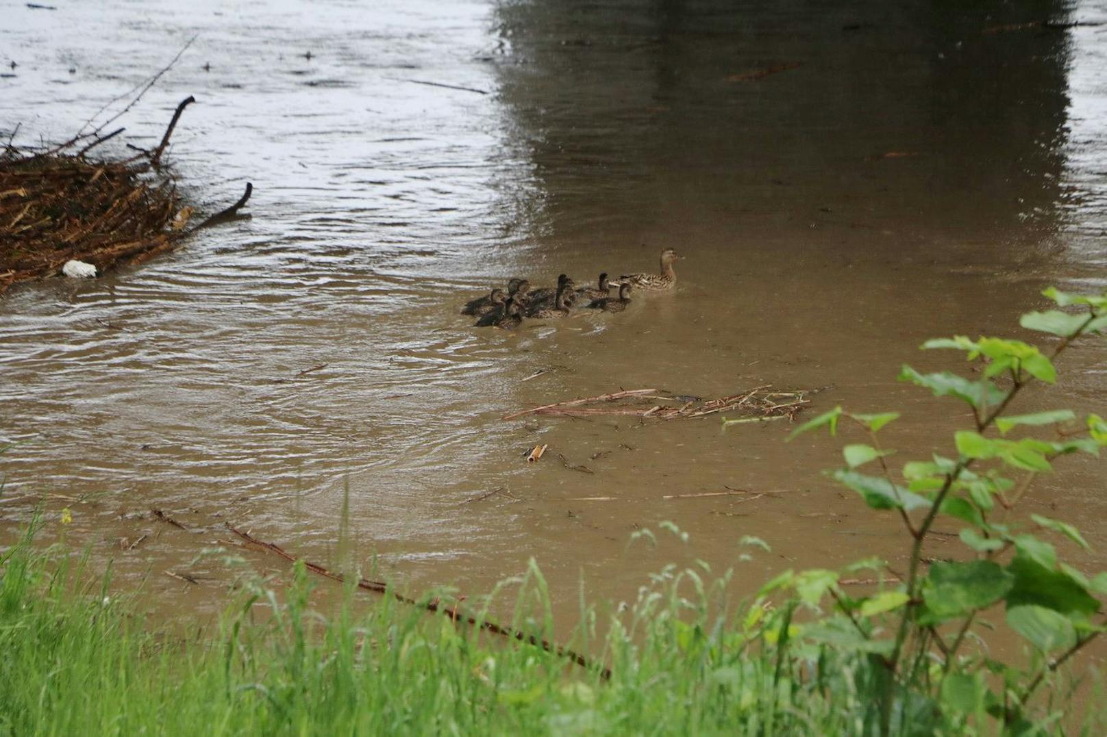 Dauerregen: Die Situation im Bezirk Tulln