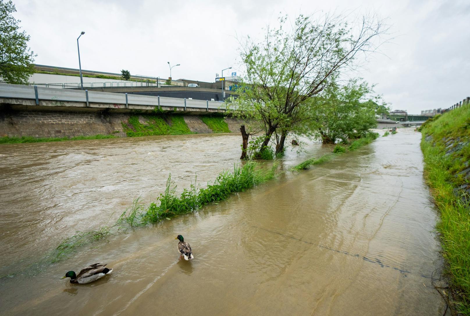 Blick auf den Wienfluss in Wien-Hütteldorf am 17. Mai 2023. Seit Tagen anhaltender Regen hat den Wasserpegel anschwellen lassen. Der Uferradweg musste gesperrt werden.