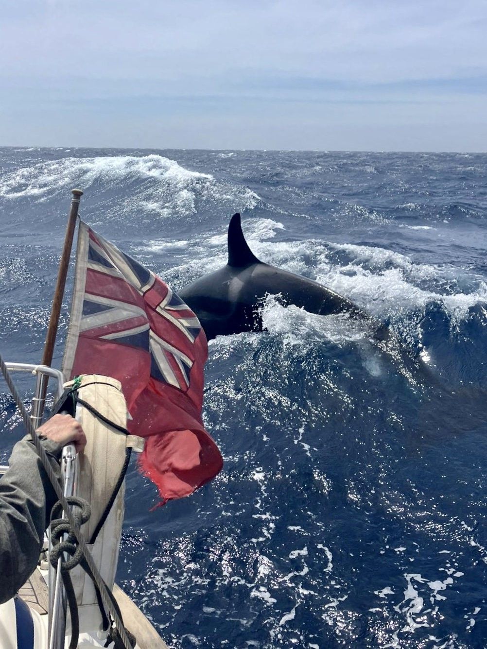 Ein britisches Paar wurde am 2. Mai 2023 beim Segeln vor der Küste Marokkos von Orcas attackiert. Jetzt schildern die Betroffenen die bangen Minuten.
