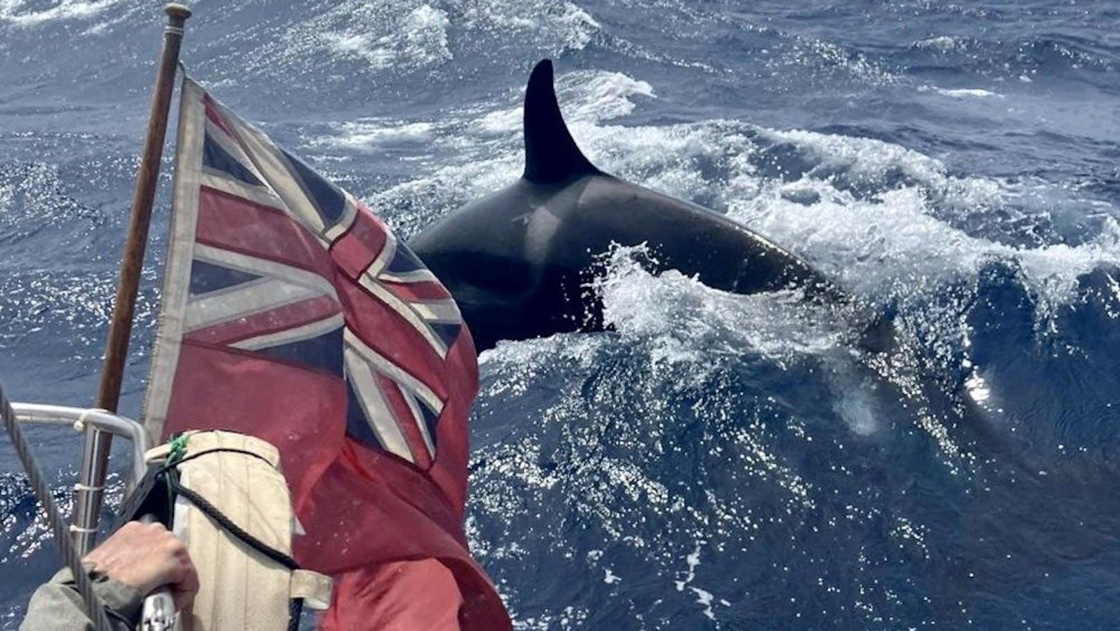 Ein britisches Paar wurde am 2. Mai 2023 beim Segeln vor der Küste Marokkos von Orcas attackiert. Jetzt schildern die Betroffenen die bangen Minuten.