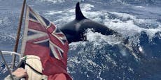 Wale attackieren Jacht: "Saßen auf dem Präsentierteller"