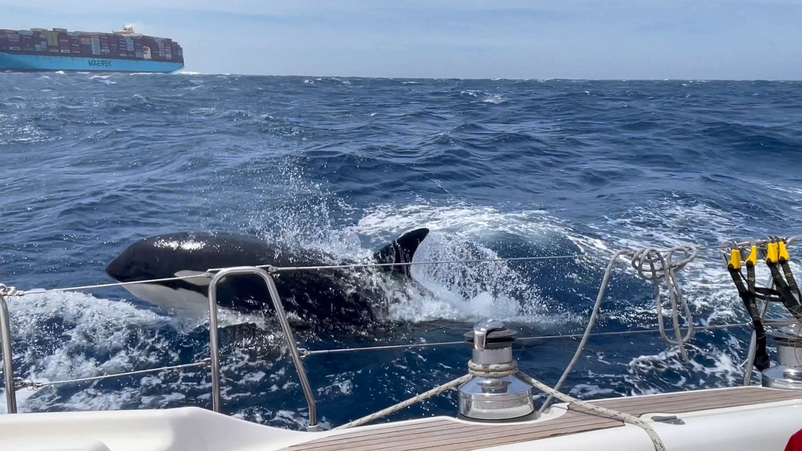 Schüsse auf bedrohte Orcas: Nun Hass-Welle gegen Segler
