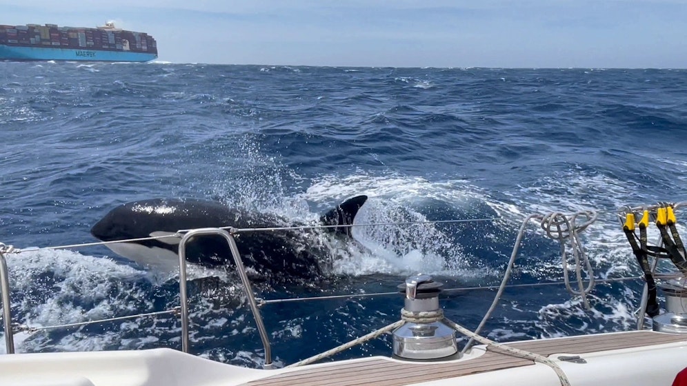Bei Gibraltar haben Crewmitglieder eines Segelschiffs mit Feuerwaffen auf Orcas geschossen – Naturschützer sind empört.