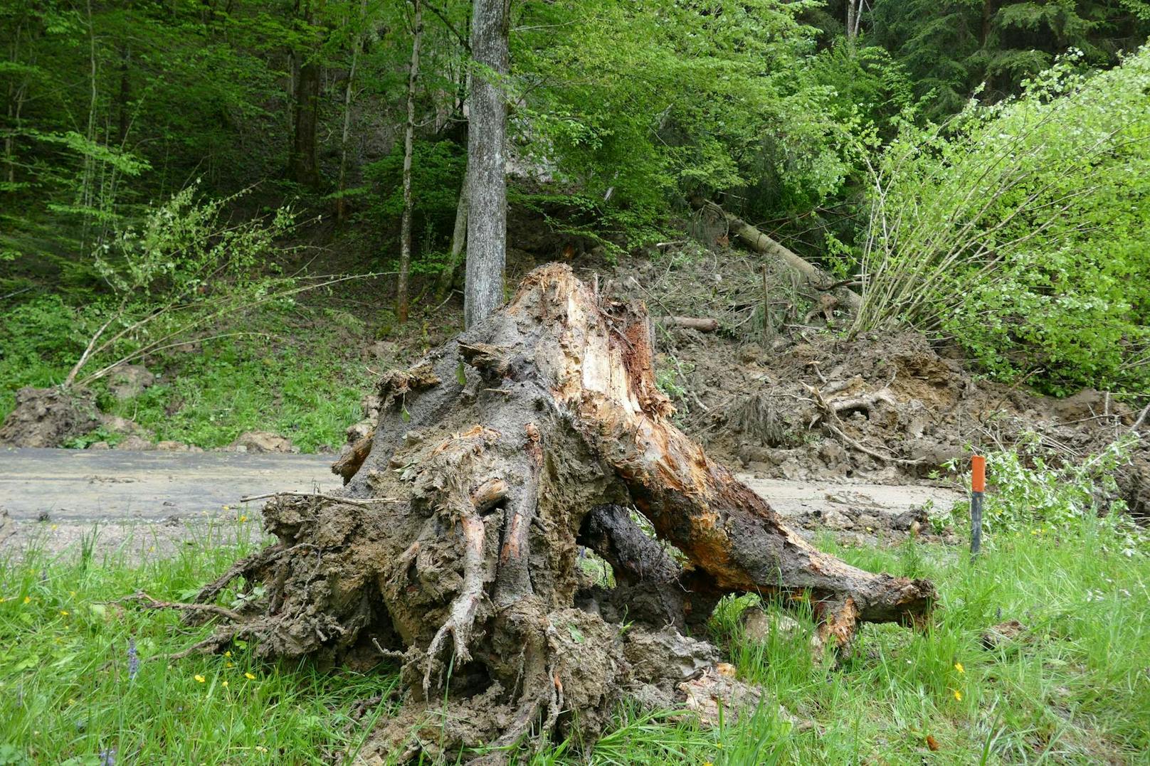 Zum Glück war keiner auf der Straße...