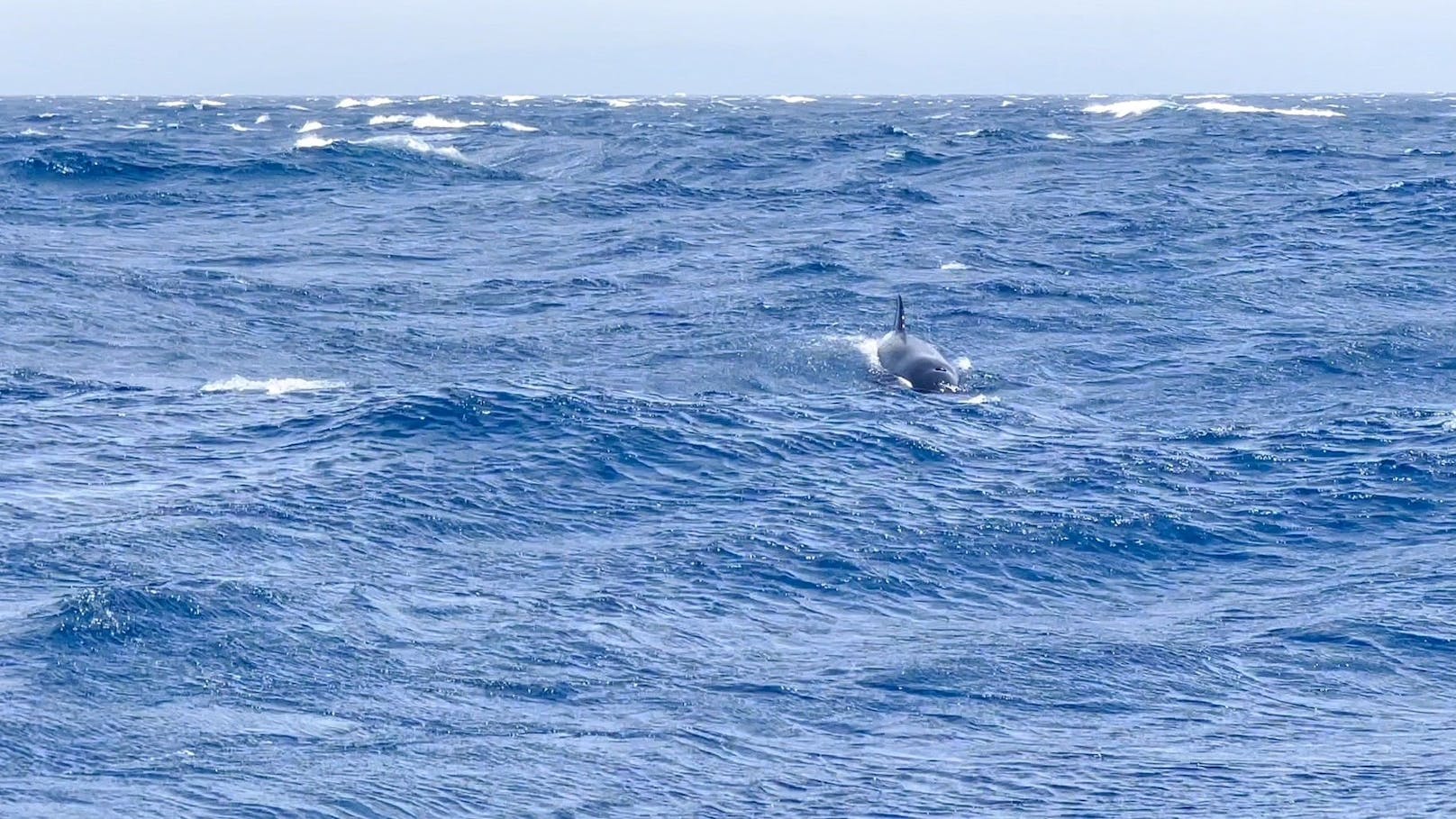 Ein britisches Paar wurde am 2. Mai 2023 beim Segeln vor der Küste Marokkos von Orcas attackiert. Mehrmals sollen die Tiere ihre Jacht gerammt haben.