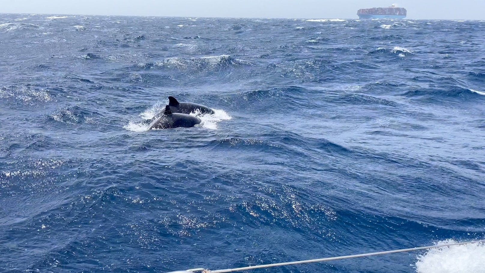 Ein britisches Paar wurde am 2. Mai 2023 beim Segeln vor der Küste Marokkos von Orcas attackiert. Mehrmals sollen die Tiere ihre Jacht gerammt haben.