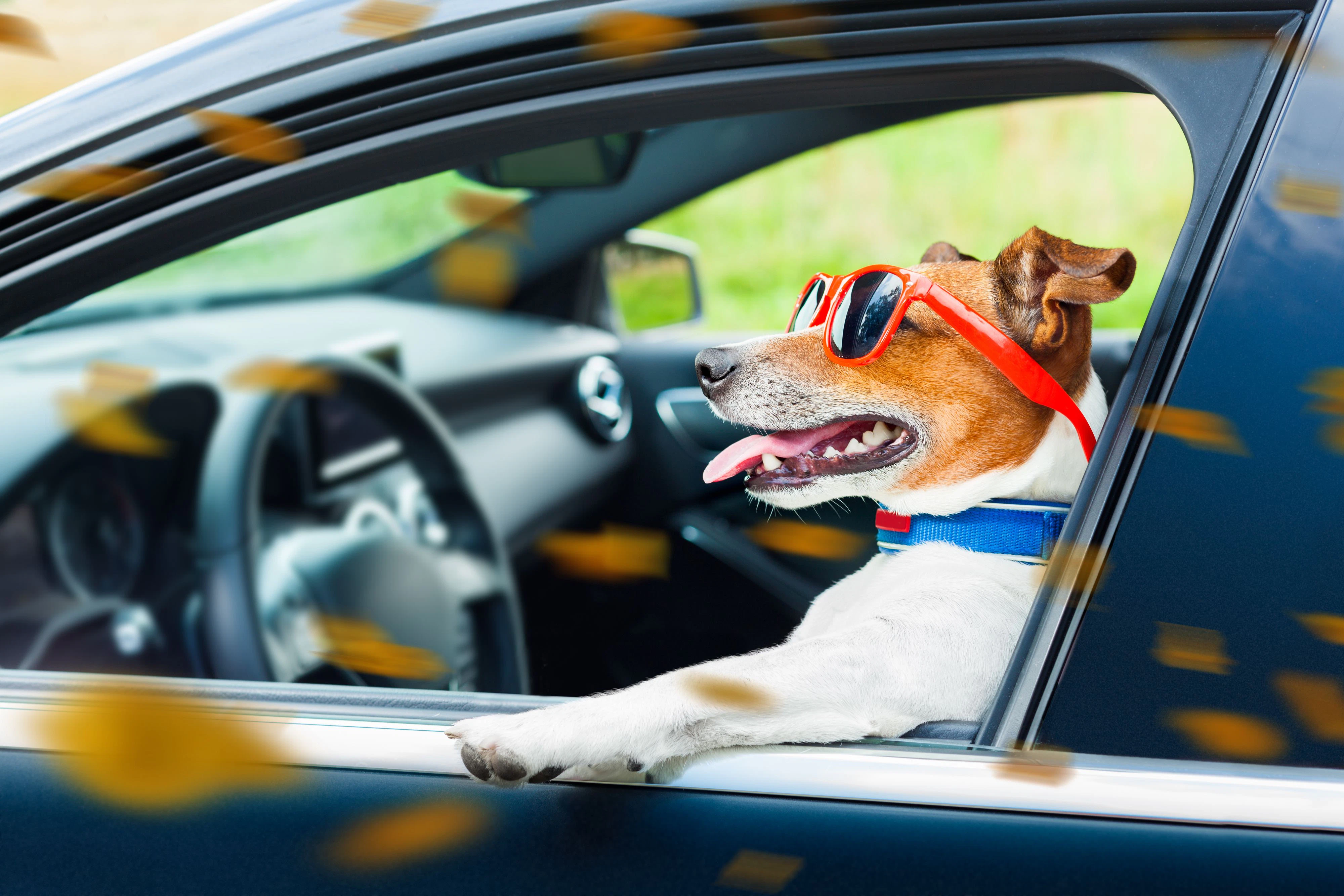 Ein Mann tauschte vergangenes Wochenende die Sitzplätze im Auto mit seinem Hund, sodass es wirkt, als sei der Mann der Beifahrer gewesen. (Symbolbild)