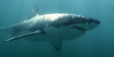 Bis 150 Männer gefressen – tödlichste Haiattacke jemals