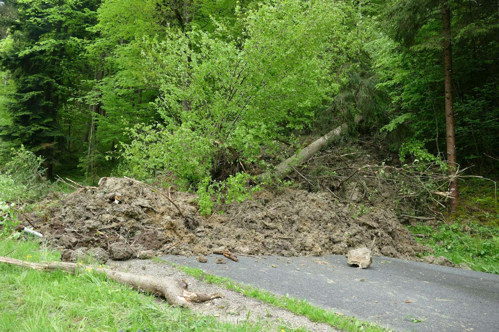 Schlamm, Steine, Geröll, Baumstämme...