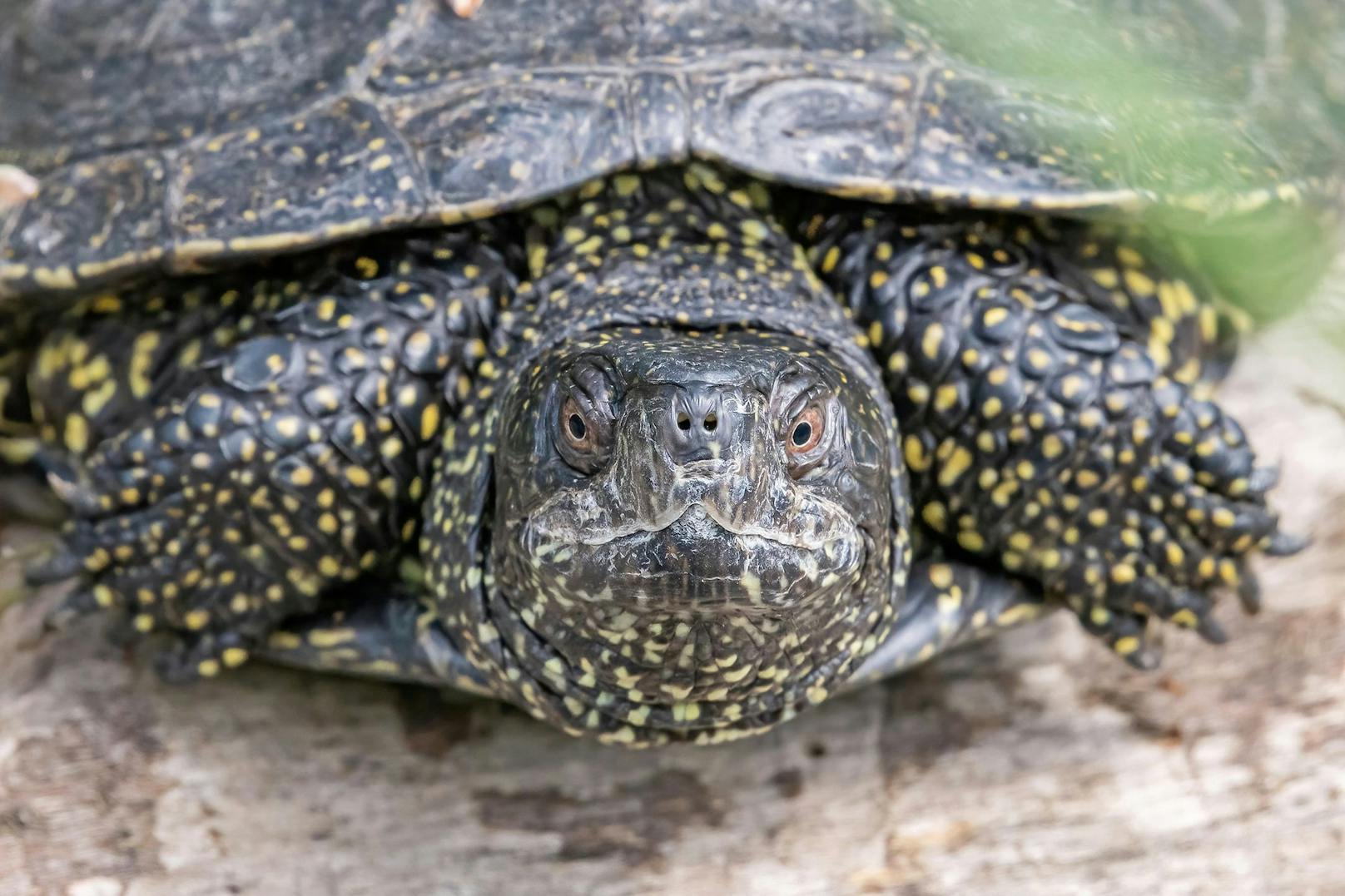 "Von ihnen schafft es aber nur ein Bruchteil bis ins Erwachsenenalter", so Maria Schindler, Leiterin des Sumpfschildkröten-Schutzprojekts.