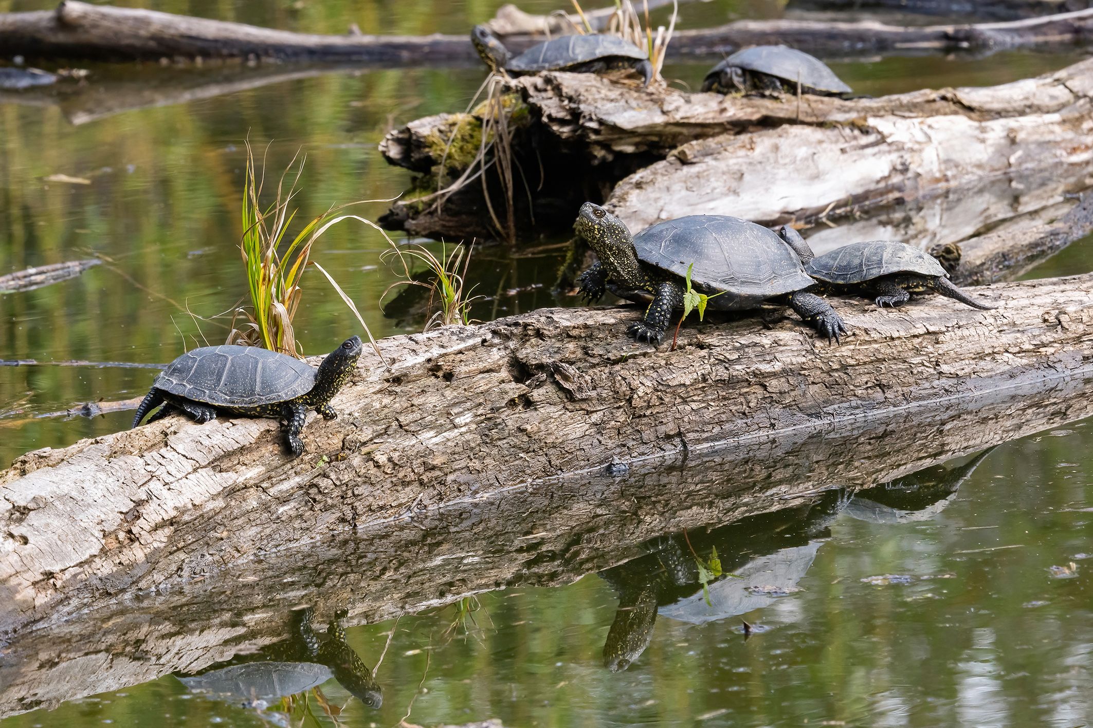Mehr als 1.000 Sumpfschildkröten sind heuer in den Donau-Augen geschlüpft. Hurra!&nbsp;