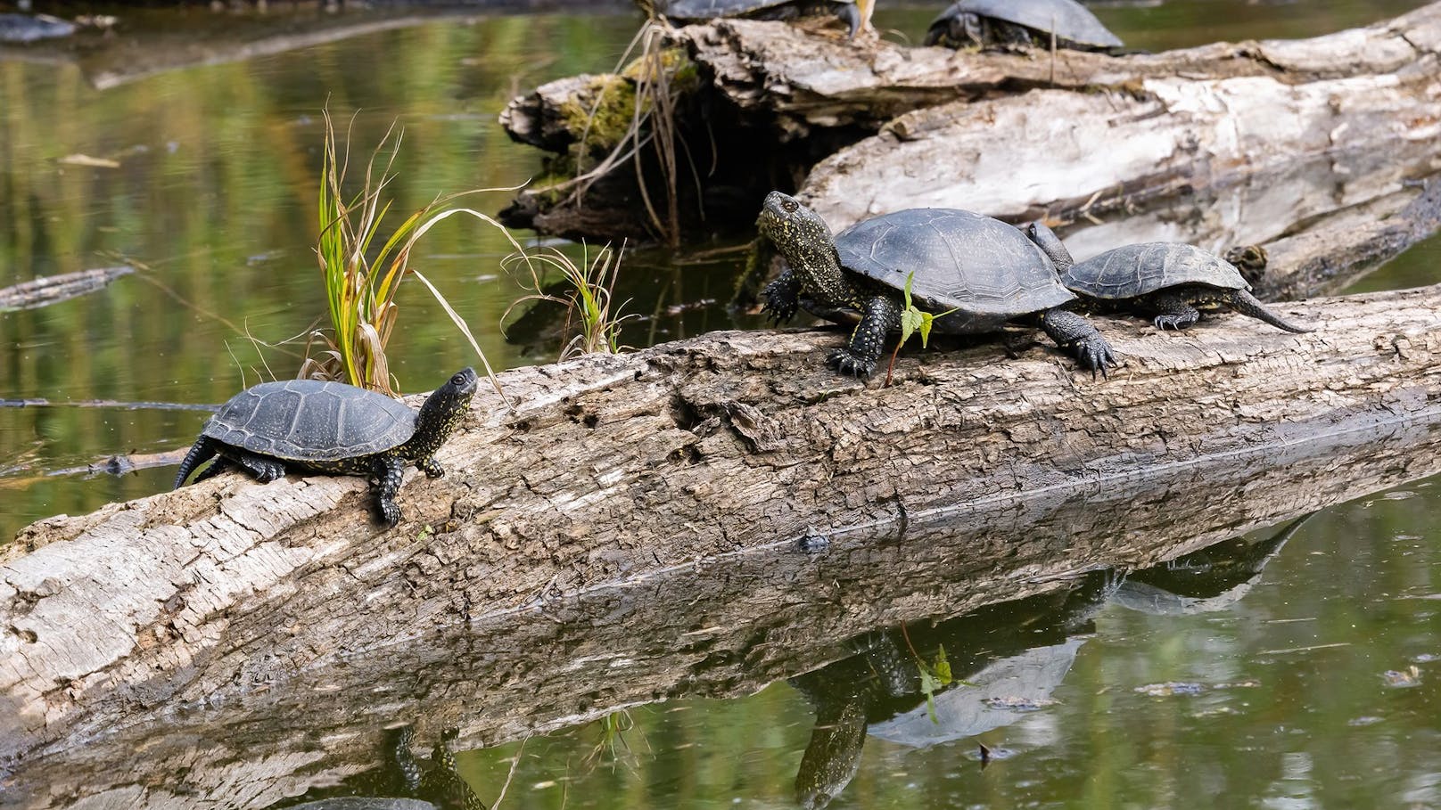 Mehr als 1.000 Sumpfschildkröten sind heuer in den Donau-Augen geschlüpft. Hurra!&nbsp;