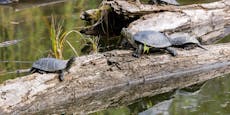 Mehr als 1.000 Reptilien schlüpften heuer an der Donau