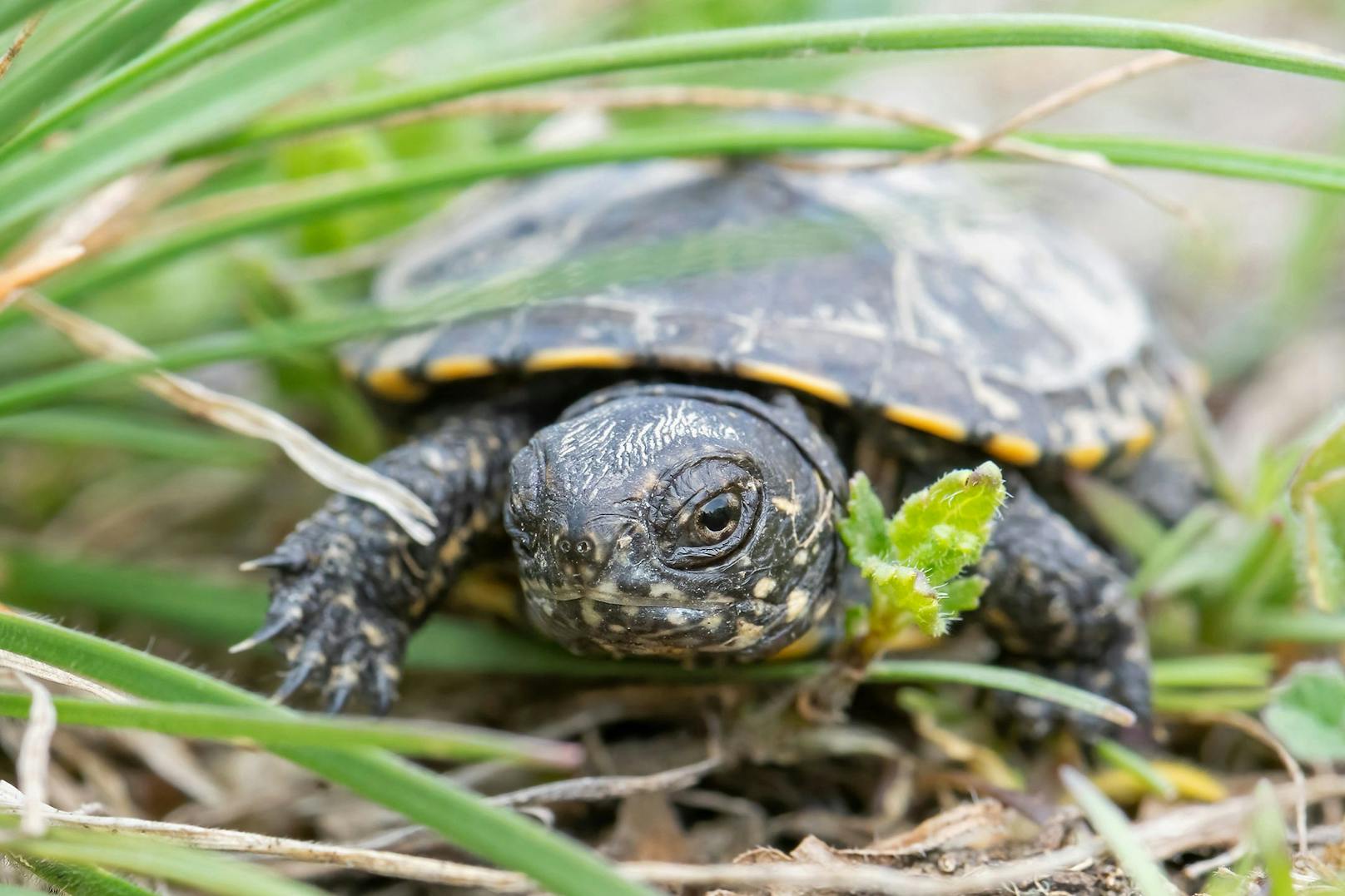 In den vergangenen Wochen haben hier viele kleine Schildkröten ihre Nester verlassen.