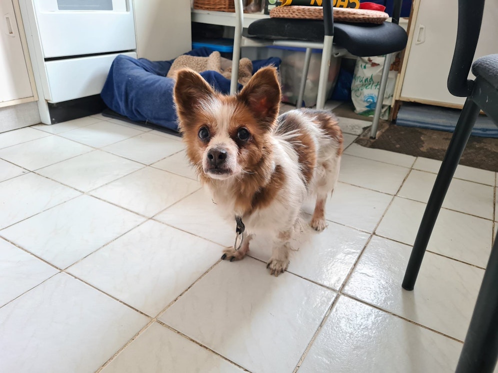 Der herzige Hunde-Opa wurde auf der Straße ausgesetzt.