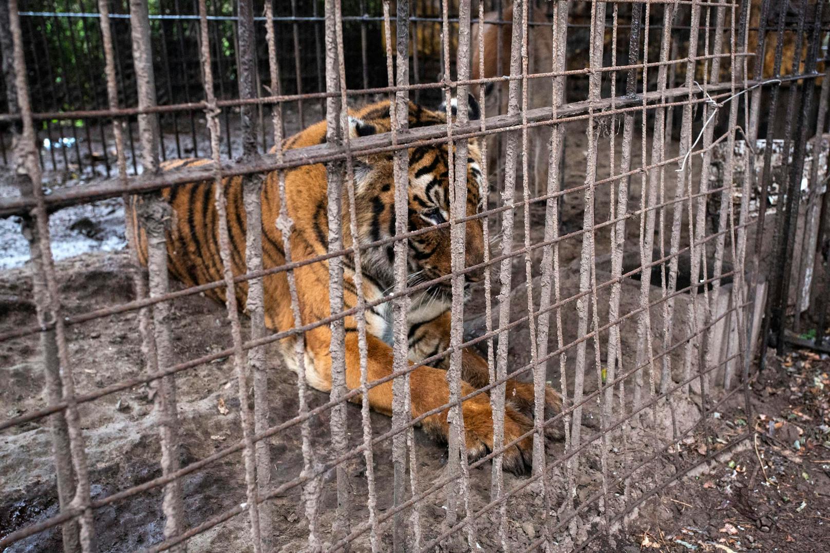 Nach den geltenden Bestimmungen sollten alle Großkatzen in Naturreservaten leben. Die Lokalisierung der illegalen Haltung und die Durchsetzung der Gesetze ist für die Behörden jedoch schwierig, da sie nur selten Berichte darüber erhalten.