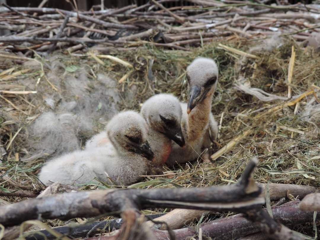 Storchenpaar mit süßem Nachwuchs