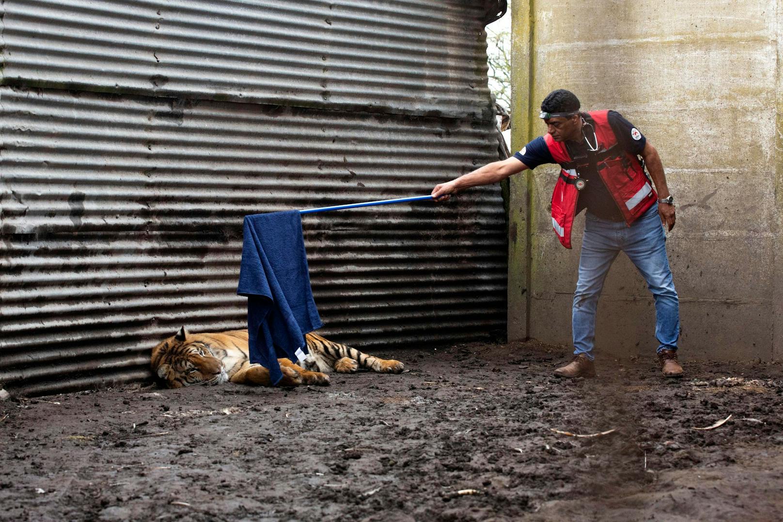 Während sich der 18-jährige Tiger von seinem früheren Besitzer, der während der Rettungsaktion kooperierte, unter der Aufsicht von Vier Pfoten in die Transportbox führen ließ, betäubten die Veterinärexperten seinen fünfjährigen Artgenossen.