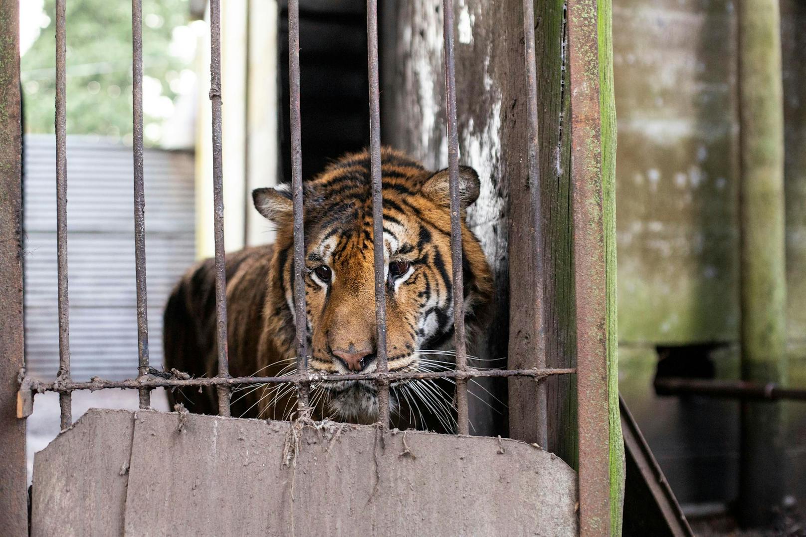 Für zwei vernachlässigte Tiger beginnt ein neues Leben