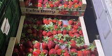 Ekel-Erdbeeren! Marktamt zieht Gammel-Obst aus Verkehr
