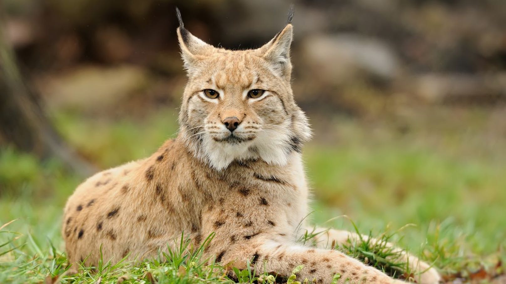 Man unterscheidet vier Arten des Luchses: Den <strong>Eurasischen Luchs</strong>, den <strong>Rotluchs</strong>, den <strong>Kanadischen Luchs</strong> und den <strong>Pardellluchs</strong> der am stärksten vom Aussterben bedroht ist.