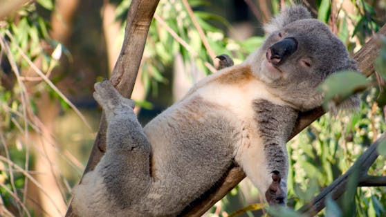 Ungefähr die Hälfte aller Koalas in Queensland soll an Chlamydien leiden.