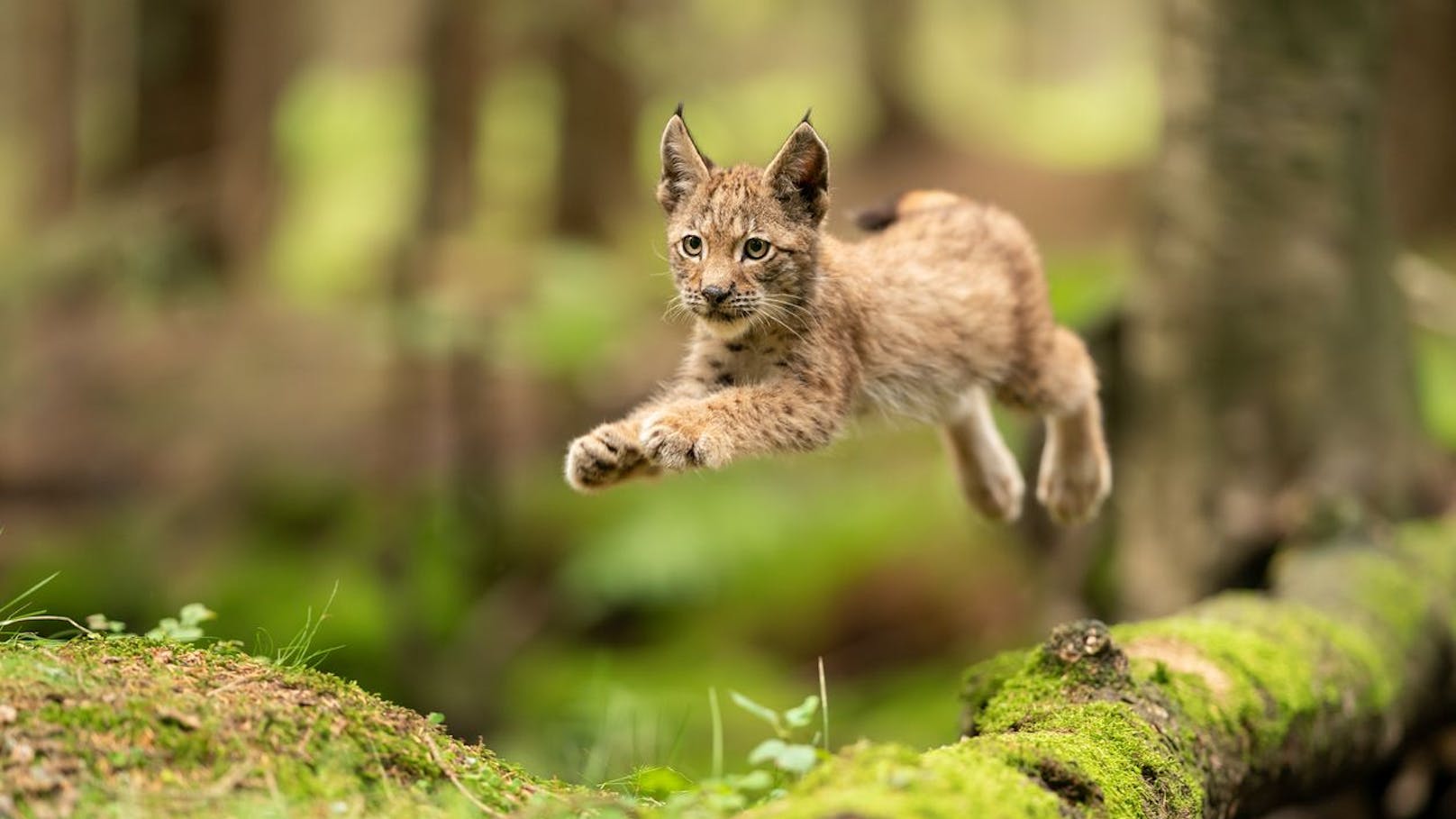 Luchse werden in freier Wildbahn bis zu 16 Jahre alt - in Gefangenschaft manchmal sogar über 30.