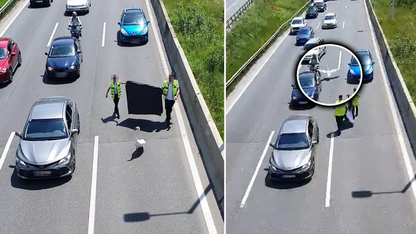 Am Montag kam es auf einer Wiener Autobahn erneut zum Stillstand – diesmal aufgrund tierischen Besuches.