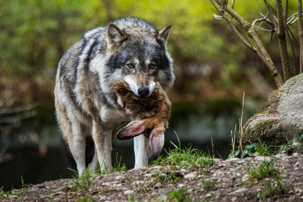 Ein Wolf soll in der Region Mank sein Unwesen treiben. 