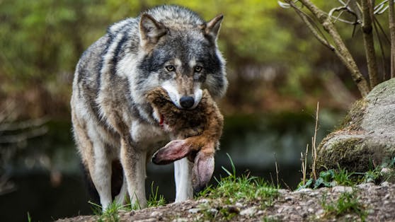 "Wir raten zu äußerster Vorsicht": In Mittelitalien kam es zuletzt zu mehreren Wolfs-Attacken.&nbsp;